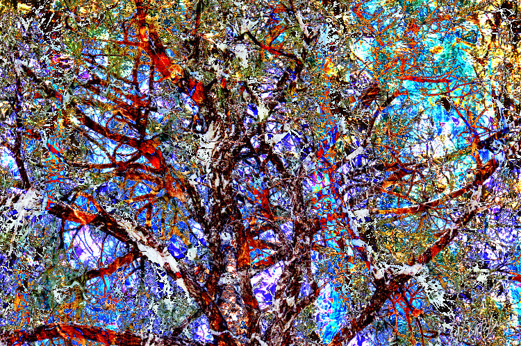 Tree Branches abstract