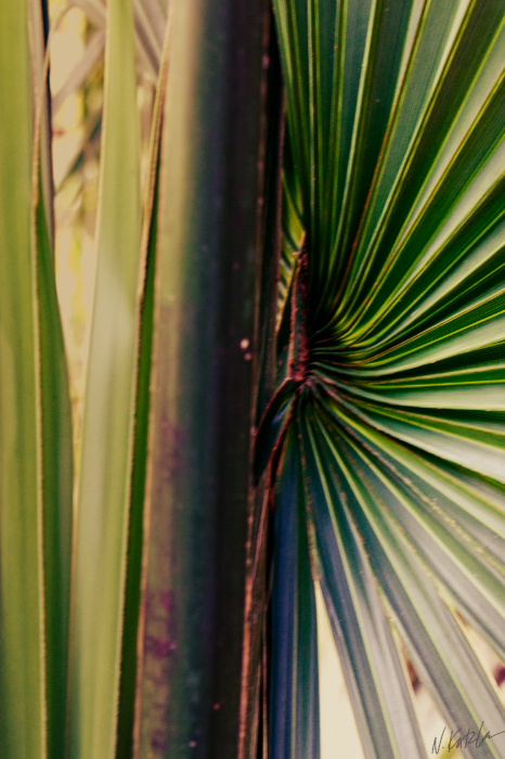 Palmetto