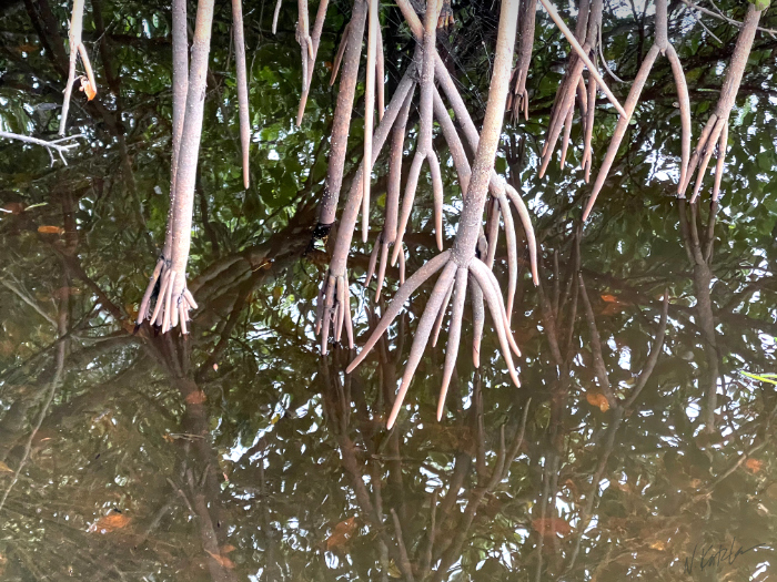 Mangrove roots