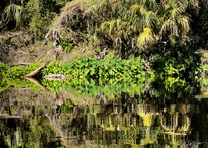 Alligator in the Sun
